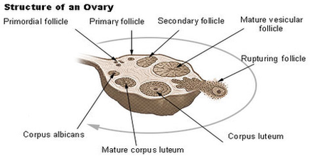 ovary 2 diagram