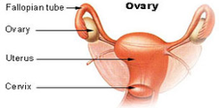 ovary diagram