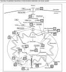 oxidative metabolism in cancer growth right