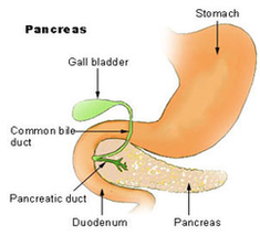 pancreas diagram