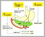 pancreatic juice