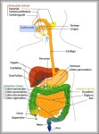 pancreatic system