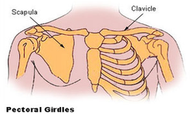 pectoral girdles diagram