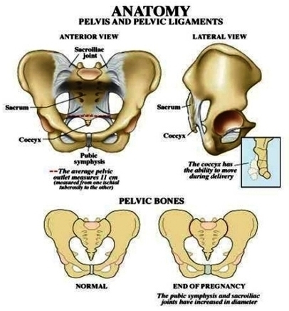 pelvic bone anatomy