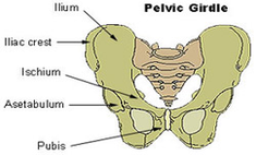 pelvic girdle diagram