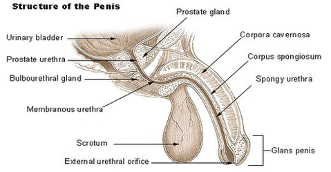 penis diagram