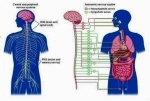 peripheral nervous system