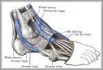 peroneal muscle