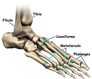 photos foot anatomy bones