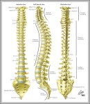 picture of a human spine