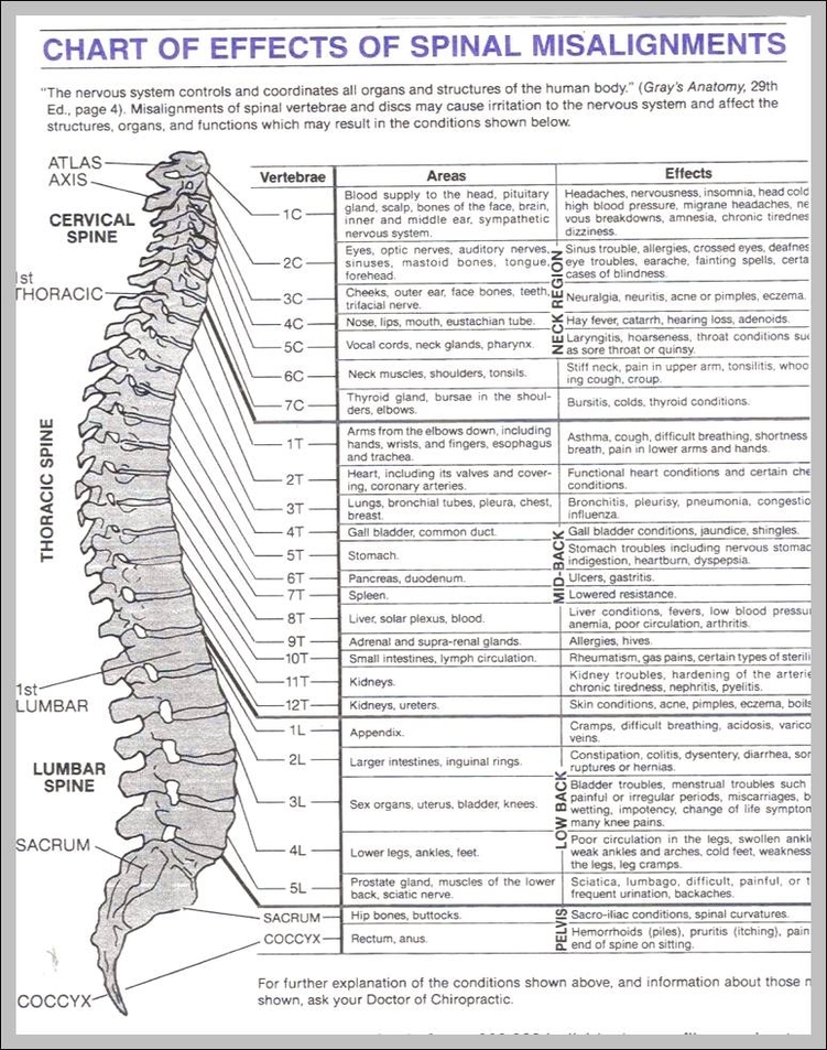 picture of a spine 744x984