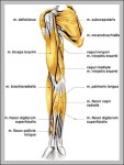 picture of arm muscles