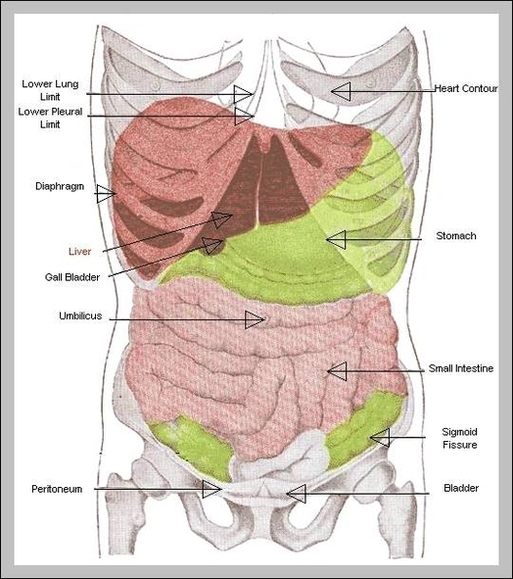 picture of body parts
