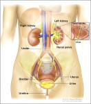 picture of female reproductive system diagram