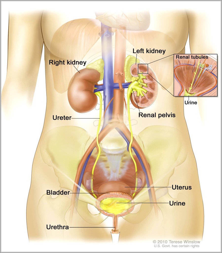 picture of female reproductive system diagram