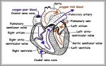 picture of heart labeled