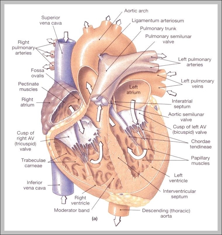 picture of human anatomy organs