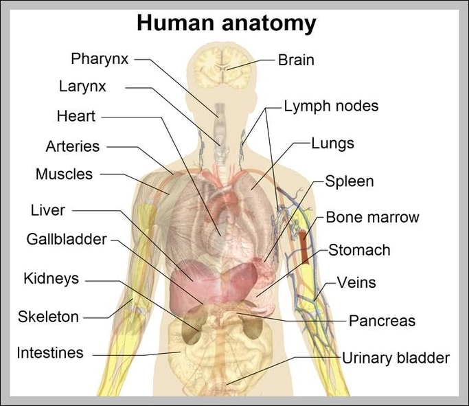 picture of human organs in body
