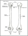 picture of humerus 744x973