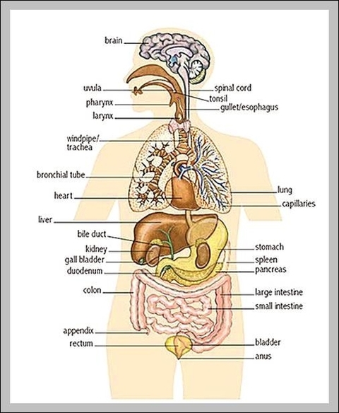 picture of internal organs of human body