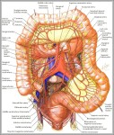 picture of intestines in human body