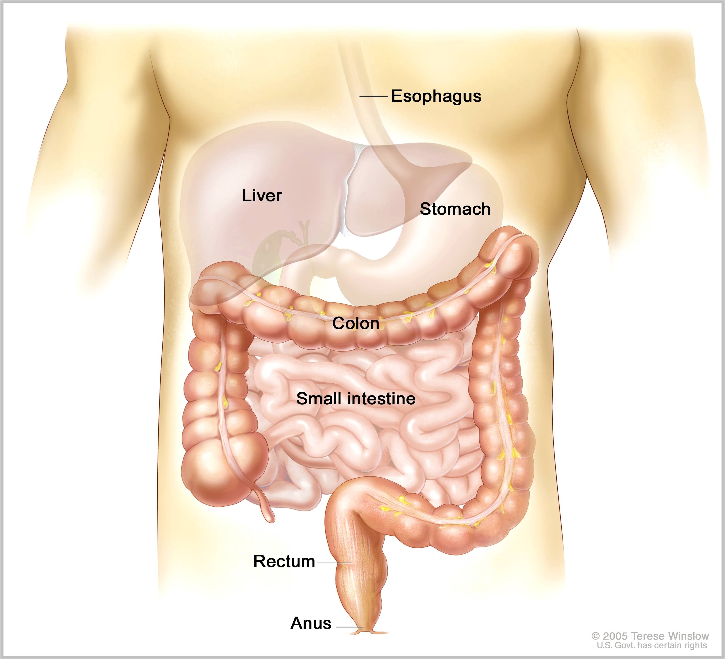 picture of intestines