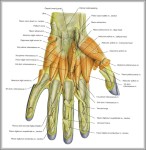 picture of muscles in human body