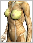 picture of the female body 744x992