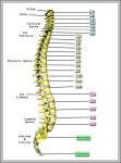 picture of vertebrae 2