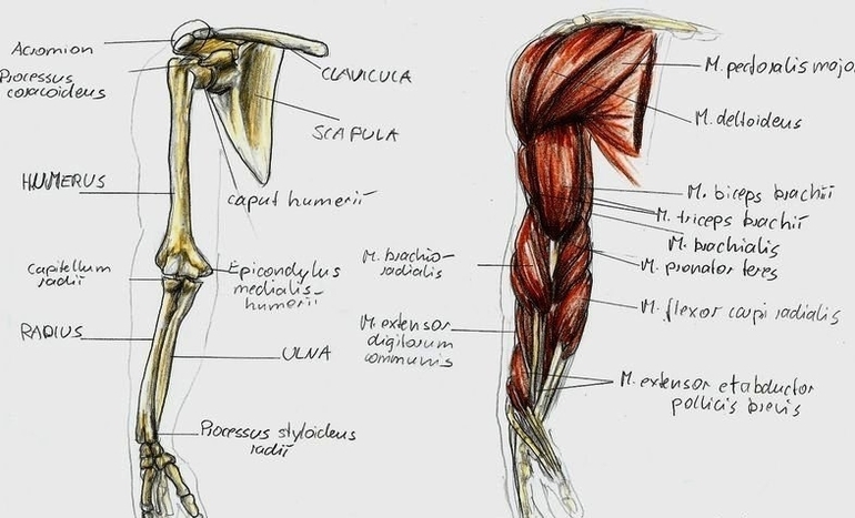 pictures anatomy arm by bk