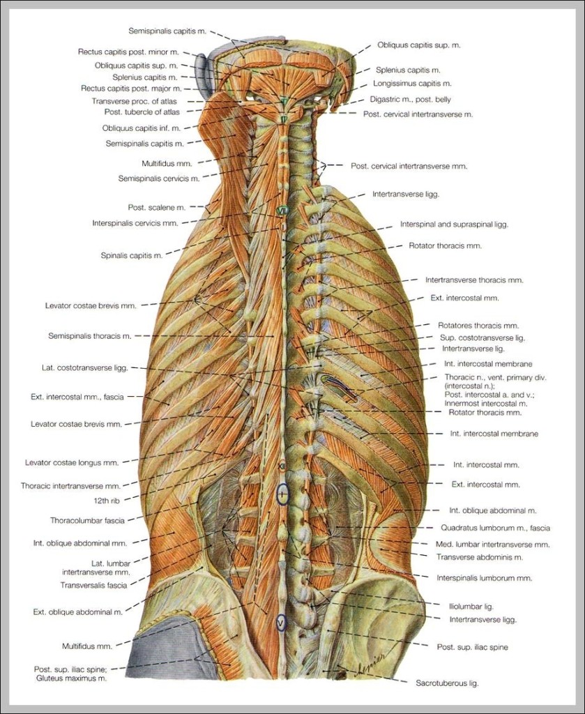 pictures back muscles