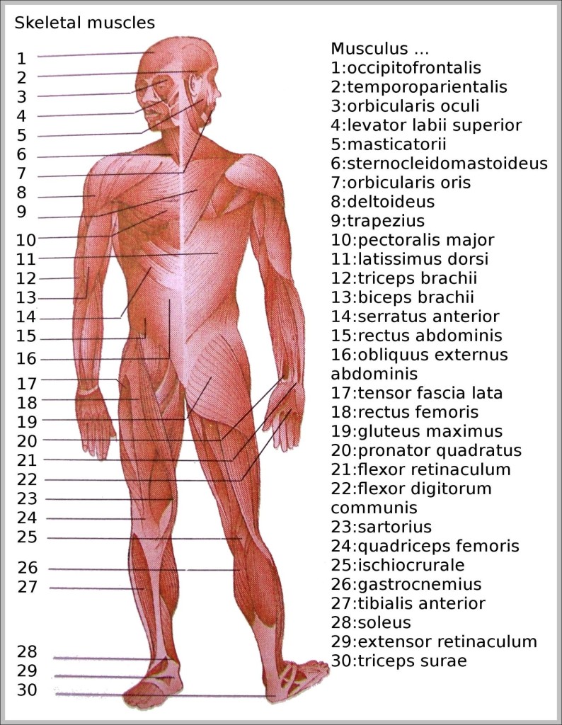 pictures of skeletal muscles