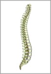 pictures of spines