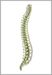 pictures of spines 744x1116