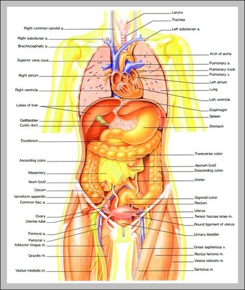 pictures of the body organs
