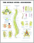 pictures of the human spine 744x967