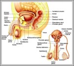 pictures of the male anatomy