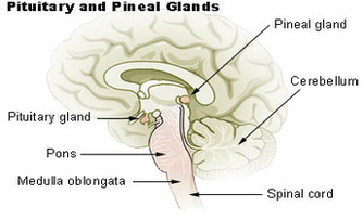 pituitary pineal glands diagram