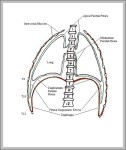 pleural cavity