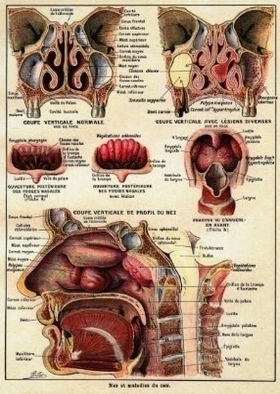 pose sinuses anatomy poster in french refadfcfbfe vevj byvr