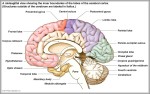 posterior commissure