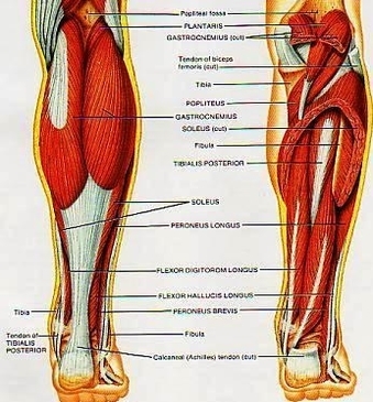 power leg muscle group
