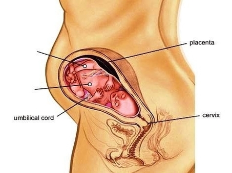 pregnancy anatomy