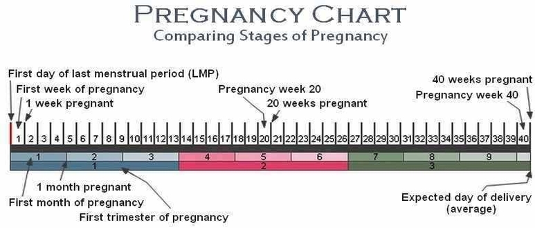 pregnancy chart