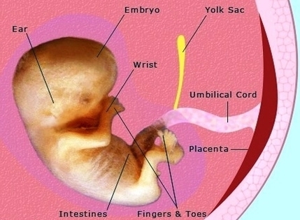 pregnancy weeks fetus development