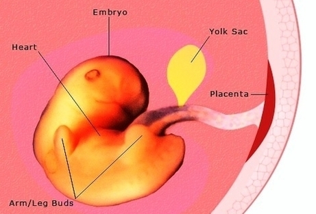 pregnancy weeks pregnant embryo development photos
