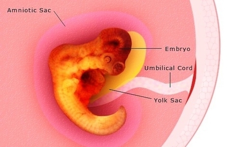pregnancy weeks pregnant embryo development pic