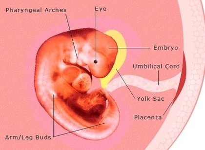 pregnancy weeks pregnant embryo development