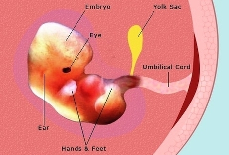 pregnancy weeks pregnant embryo fetus development photos