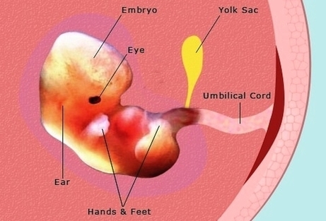 pregnancy weeks pregnant embryo fetus development